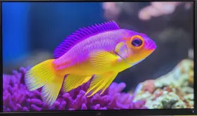 E2421HN DELL Fhd Monitor