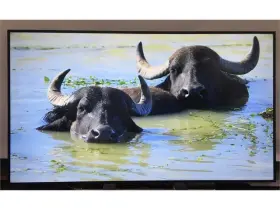 074000705012 SHARP Nec Uhd Digital Signage Display Monitor