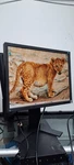 Eizo Flexscan S2133 21.3" 4:3 Ips Panel Monitor 1600x1200 Diagnostic Display. Fixed Price $255.00.