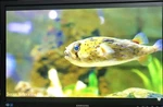 Samsung S24e650bw 24"advanced Business Monitor Dvi Vga. Tested Working. Fixed Price $149.99.
