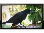 Nec Sharp M431 43" 4k Uhd Commercial Digital Signage Display Monitor M431-2. Fixed Price $649.99.
