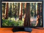 Nec Multisync Pa241w-bk 24" Professional Graphics Pip 1920x1200 Lcd Monitor. Fixed Price $119.00.
