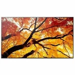Sharp Pn-m652 65" Ultra High-definition Professional - Digital Signage Display. Fixed Price $2304.69.