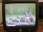 Dell M991 19" Crt Monitor Screen Vga 15-pin D-sub W/ Stand Tested!. Fixed Price $225.00.